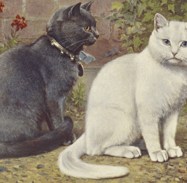 British Shorthair Breed's History