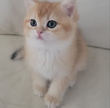 Buy British Shorthair kitten www.prettybrity.com