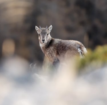 Séjour observation animalière Rencontres sauvage Queyras GypAster
