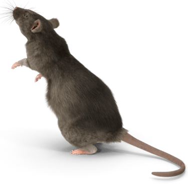Un Rat