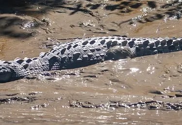 a crocodile - like animal is laying on the ground