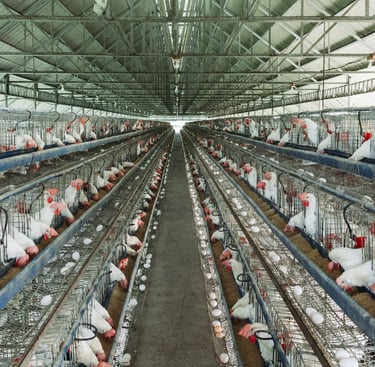 sanidade-avicola-monitoramento