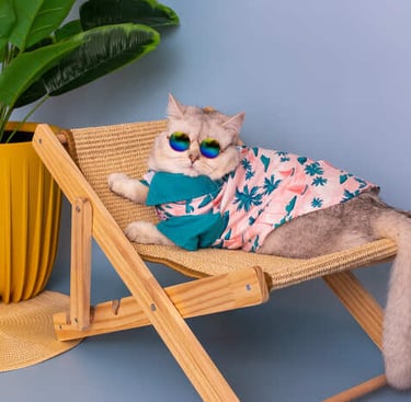 gato gris de cola esponjosa acostado en una silla usando una camisa hawaiana y lentes de sol en un fondo azul