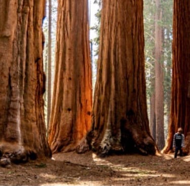 énormes tronc de séquoias, comme la puissance de mes accompagnements