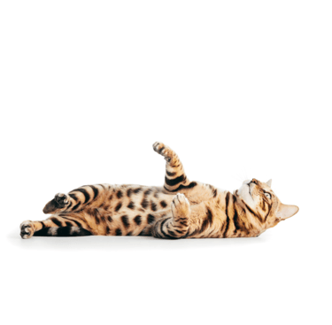 etude d'osteopathe animalier