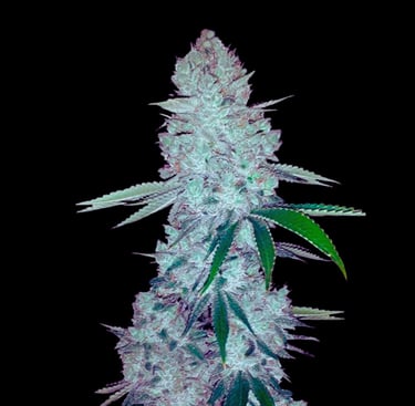 Gorilla Glue