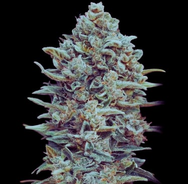 LEMON HAZE