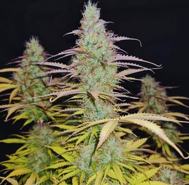 White Widow