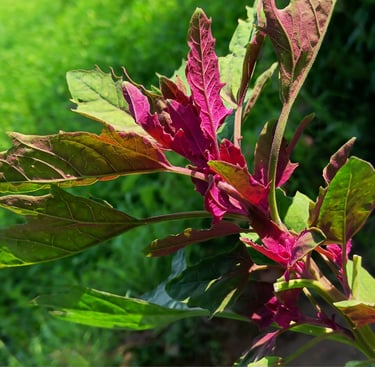 TREE SPINACH | Leaves can be cooked or eaten raw