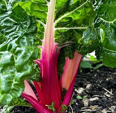 PEPPERMINT SWISS CHARD | Perfect for salads & cooked dishes