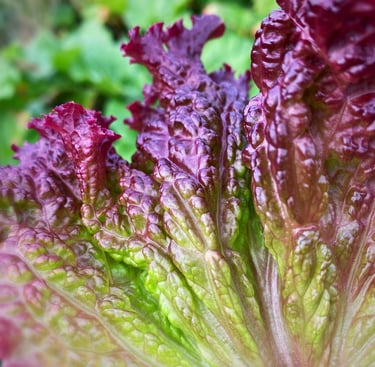 LOLLO ROSSA LETTUCE - Loose, frilly leaves with deep red (anthocyanin) colouring.