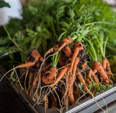 Carrot from Treehouse garden