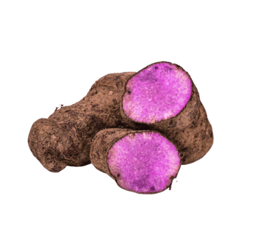 Ube, uwi, tanaman ube, tanaman uwi, uwi farm, ube fruits, ube plant, ube supplier.
