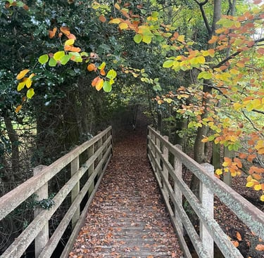 a wooden bridge in to a woodland