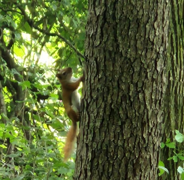 a squirrel is standing on a tree in the woods