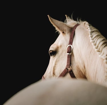 portrait d'un cheval palomino dans un manege