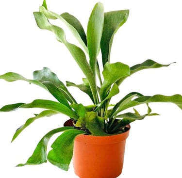 Potted Staghorn fern houseplant with vibrant green fronds in a terracotta nursery pot.