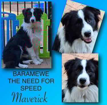 Black and White Stud Dog Border Collie 