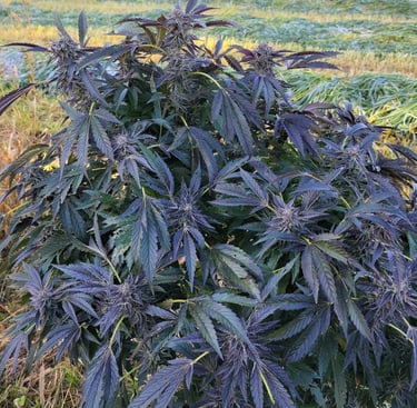 Example of a Modern Hybrid strain