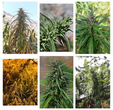 Collage of Landrace Strains from the Point of Origin