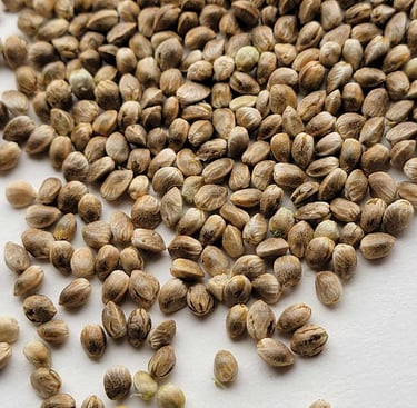 Pile of cannabis seeds together