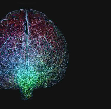 a brain map