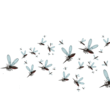 Image “Offre spéciale été sans moustiques”