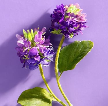 Bakuchiol - Psoralea corylifolia 