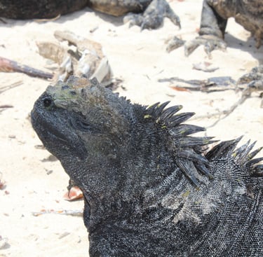 galapagos iguana