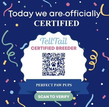 Perfect Paw Pups Malshi Certified Dog Breeder