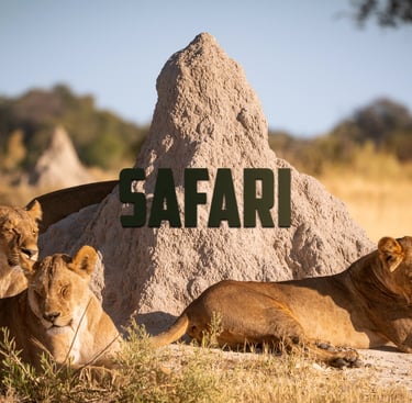 safari Botswana trois lionnes qui se reposent