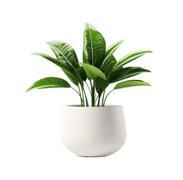 Planta decorativa