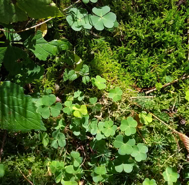 A leafy hedge in the Cotswolds