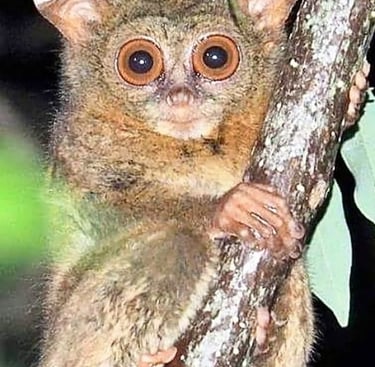 Tarsius Tersier in Sulawesi