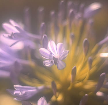 a close up of a flower with a blurry background