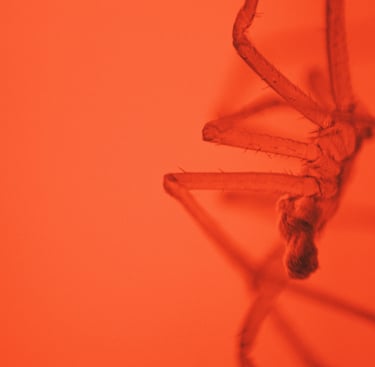 fotografia roja del cuerpo de una araña