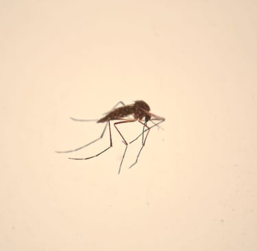 a mosquito fly insect on a white surface