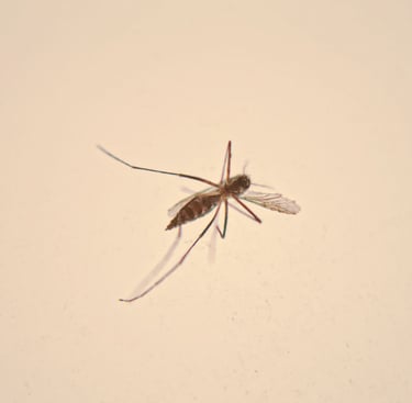 a mosquito fly insect insect insect insect insect insect insect insect insect insect insect insect insect