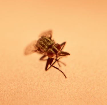 a fly - like insect - like insect - like insect - like insect - like