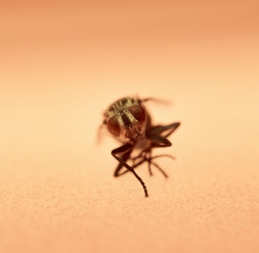 a fly insect on a surface of a surface of a surface