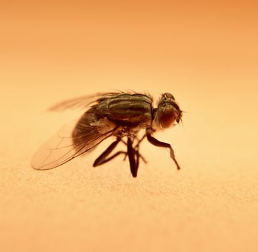 a fly - like insect - like insect - like insect - like insect - like