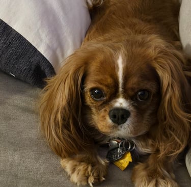 Cupcake our dog laying down on the couch