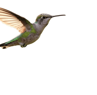 Colibri gite chez claudia