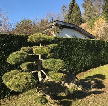 vision artistique de la nature