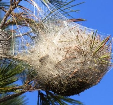 Chenilles processionnaires chenilles