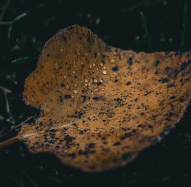 une feuille sur le sol avec des gouttelettes d'eau
