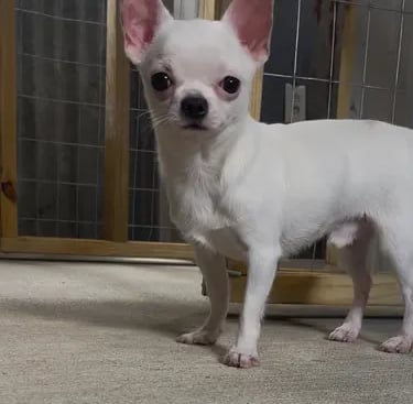 Artie the white AKC Louisiana Chihuahua—pink-eared champion-line male standing near gate