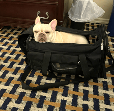 A french bulldog relaxes in her soft pet carrier with an expression that seems tired or fed up.