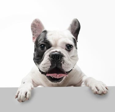 25 Best Dog Breeds for Highly Sensitive People (HSP)