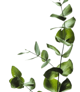 ivy